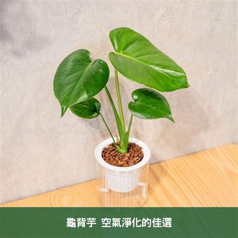 龜背芋適合放室內嗎|龜背芋可以放室內嗎？揭開這種植物的神秘面紗 – 植物盆栽綠寶典